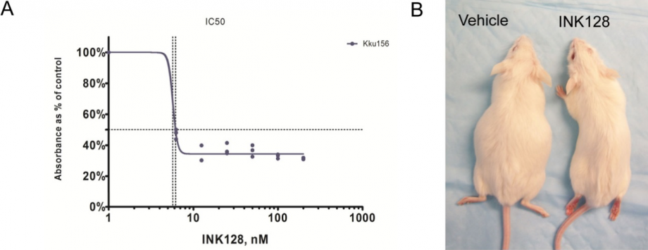Figure 1: mTORC1/2 inhibitor INK128 effectively inhibits ICC cell growth